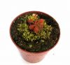 przykładowa sprzedawana roślina / exemplary plant for sale